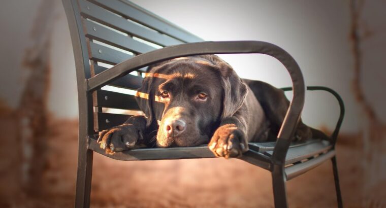 Adorable Labrador Puppies for Sale – Vaccinated & Healthy!